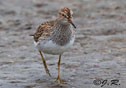 Calidris melanotos